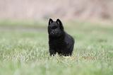 SCHIPPERKE 409